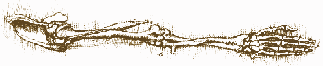 drawing of arm bones (da Vinci)