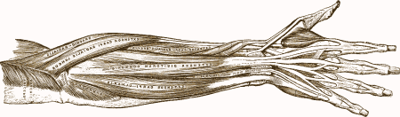 drawing of arm muscles (Gray’s Anatomy)