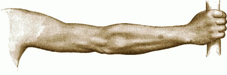 drawing of full arm (Gray’s Anatomy)